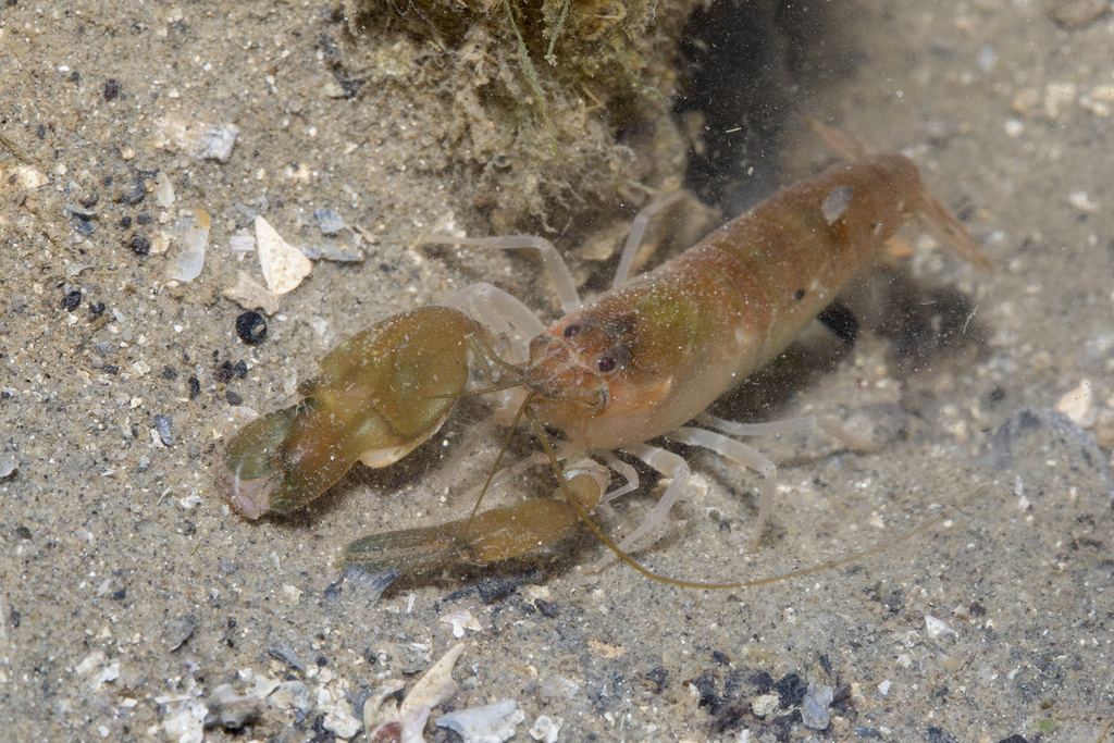 Alpheus edwardsii