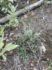 Trifolium pratense