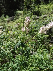 Corydalis caseana brandegeei