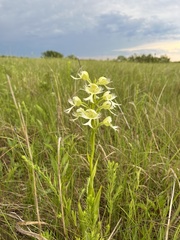 Platanthera praeclara