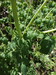 Corydalis caseana brandegeei