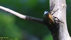 Pseudotorynorrhina japonica