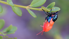 Poecilocoris splendidulus