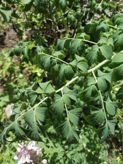 Corydalis caseana brandegeei