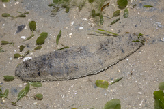 Holothuria scabra