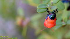 Poecilocoris splendidulus