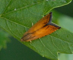 Pammene aurita