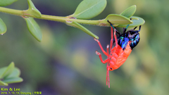 Poecilocoris splendidulus