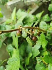 Ribes hudsonianum