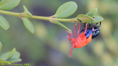 Poecilocoris splendidulus