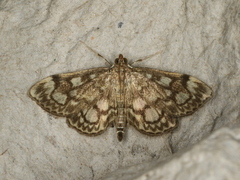 Anania coronata