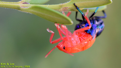 Poecilocoris splendidulus