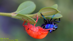 Poecilocoris splendidulus