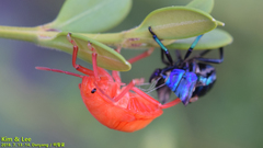 Poecilocoris splendidulus