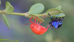 Poecilocoris splendidulus