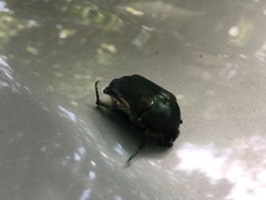 Cotinis mutabilis typica