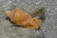 Volvatella vigourouxi