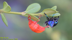 Poecilocoris splendidulus