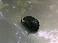 Cotinis mutabilis typica