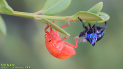 Poecilocoris splendidulus