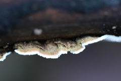 Oxychaete cervinogilva