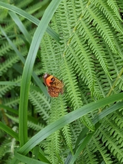 Pterodecta felderi