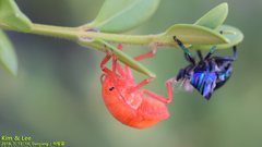 Poecilocoris splendidulus