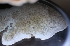 Oxychaete cervinogilva