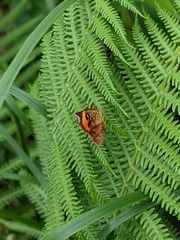 Pterodecta felderi
