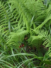 Pterodecta felderi