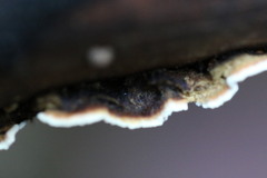 Oxychaete cervinogilva