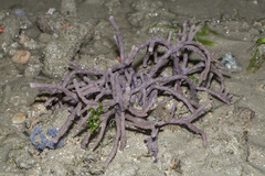 Callyspongia
