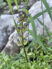 Veronica paysonii