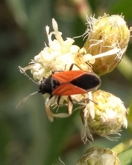 Melanopleurus bicolor