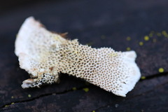 Oxychaete cervinogilva