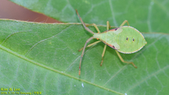 Homoeocerus dilatatus
