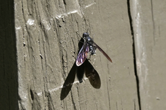 Anthrax aterrimus