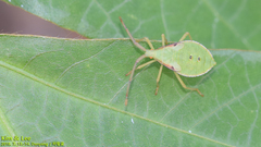 Homoeocerus dilatatus
