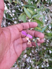 Dicliptera resupinata