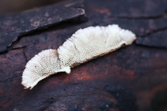 Oxychaete cervinogilva