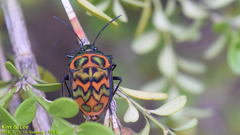 Poecilocoris splendidulus