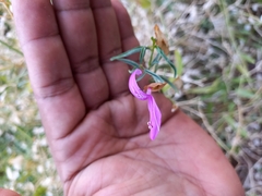 Dicliptera resupinata