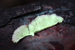 Oxychaete cervinogilva