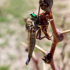 Promachus oklahomensis