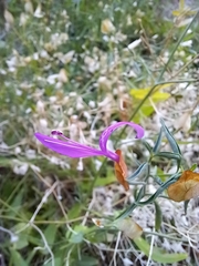 Dicliptera resupinata