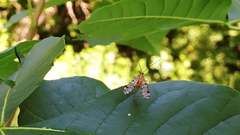 Panorpa nebulosa