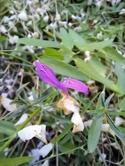 Dicliptera resupinata