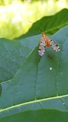 Panorpa nebulosa