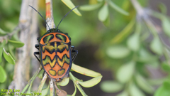 Poecilocoris splendidulus