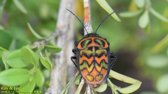 Poecilocoris splendidulus